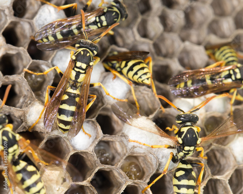 wasp nest