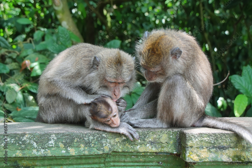 Balinese monkey with her baby Balinese monkey with her baby