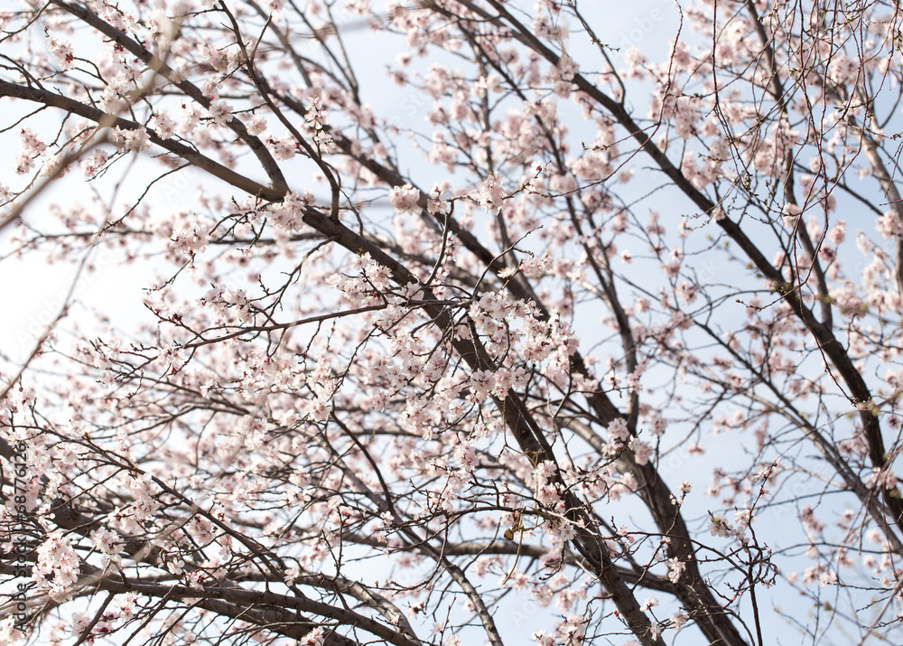 beautiful flowers on the tree in nature beautiful flowers on the tree in nature