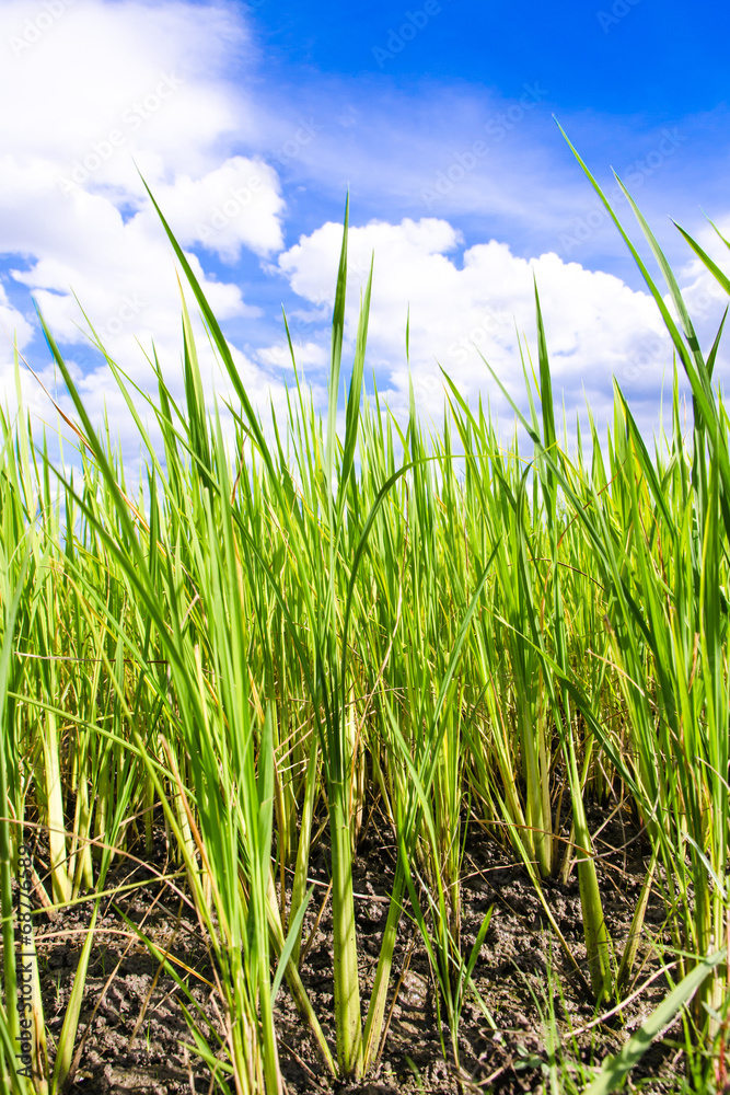 Obraz premium Rice field