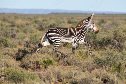 Mountain Zebra Running