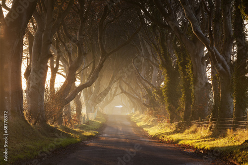 Dark Hedges II