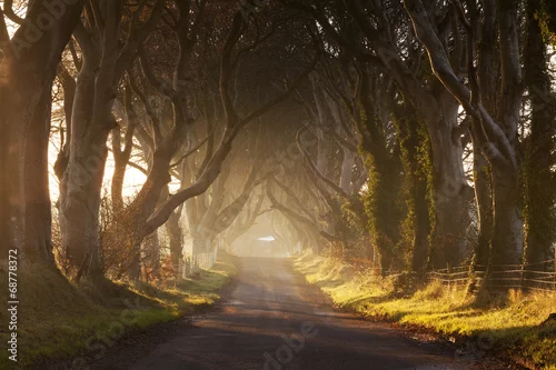 Obraz Dark Hedges II