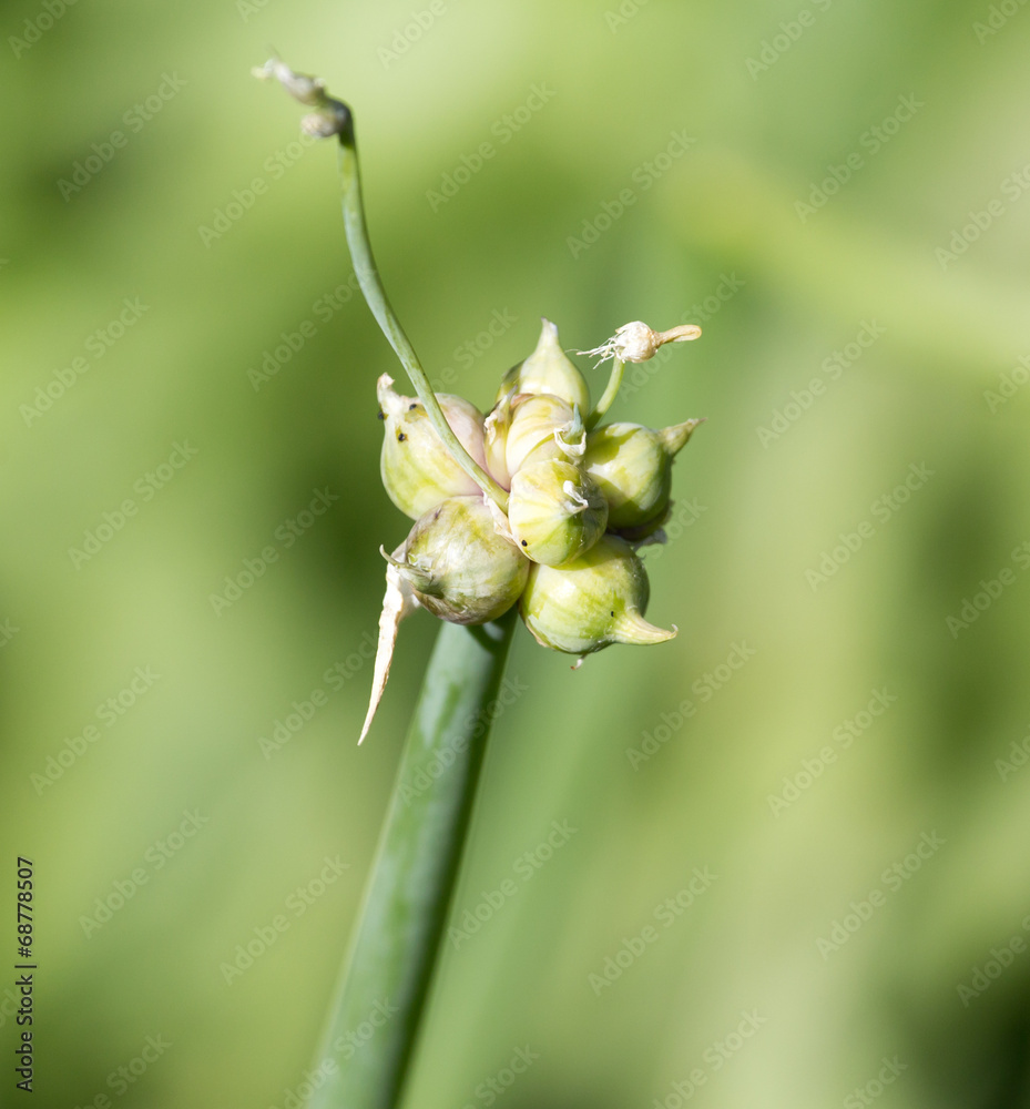 close up of green onion head blooming at field close up of green onion head blooming at field