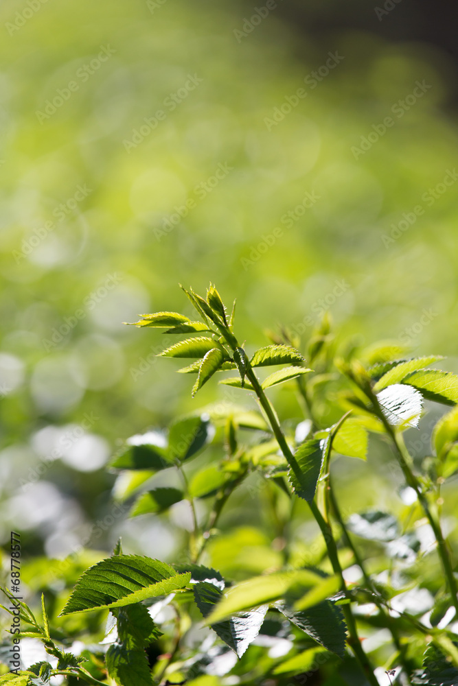 young green leaves in nature young green leaves in nature