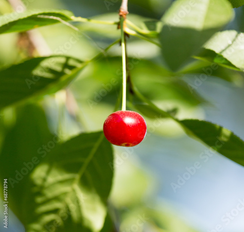 cherries on a tree branch