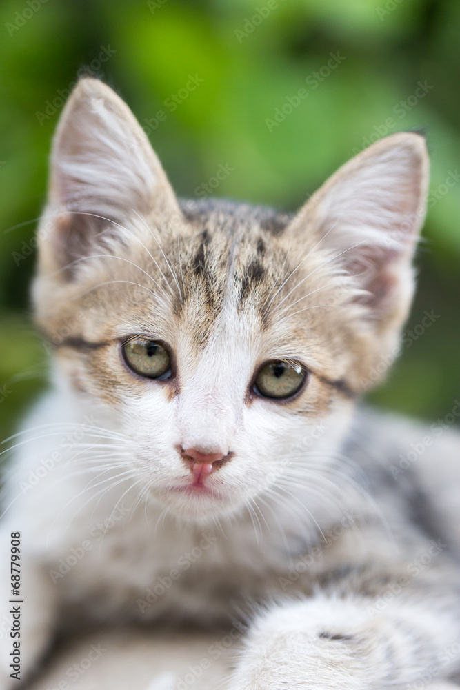 portrait of kitten