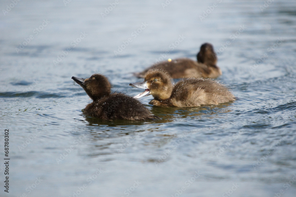 Tufted Duck, Aythya fuligula Tufted Duck, Aythya fuligula