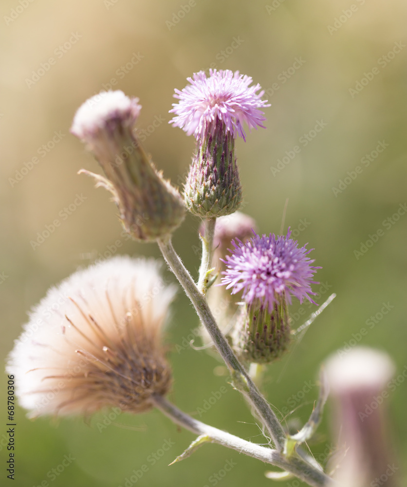 flower on a thorn flower on a thorn