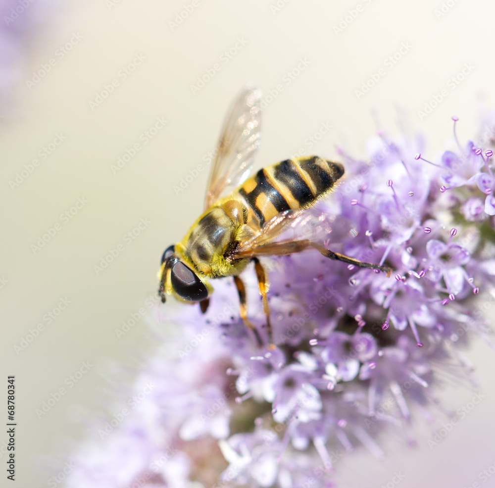 bee on nature. macro bee on nature. macro