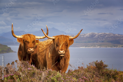 Scottish Cow IV photo