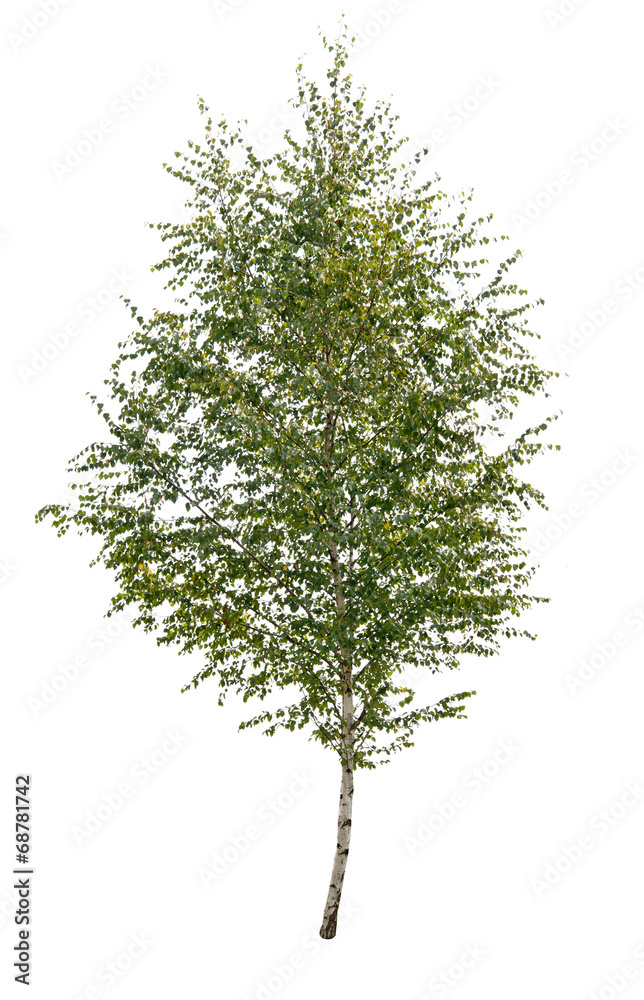 Obraz premium birch tree