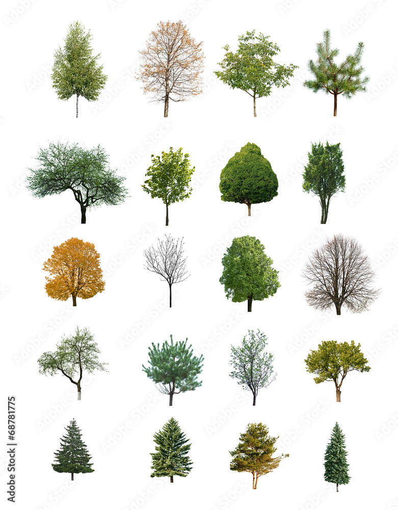 Obraz premium trees isolated