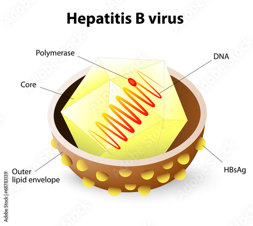 Hepatitis B virus structure