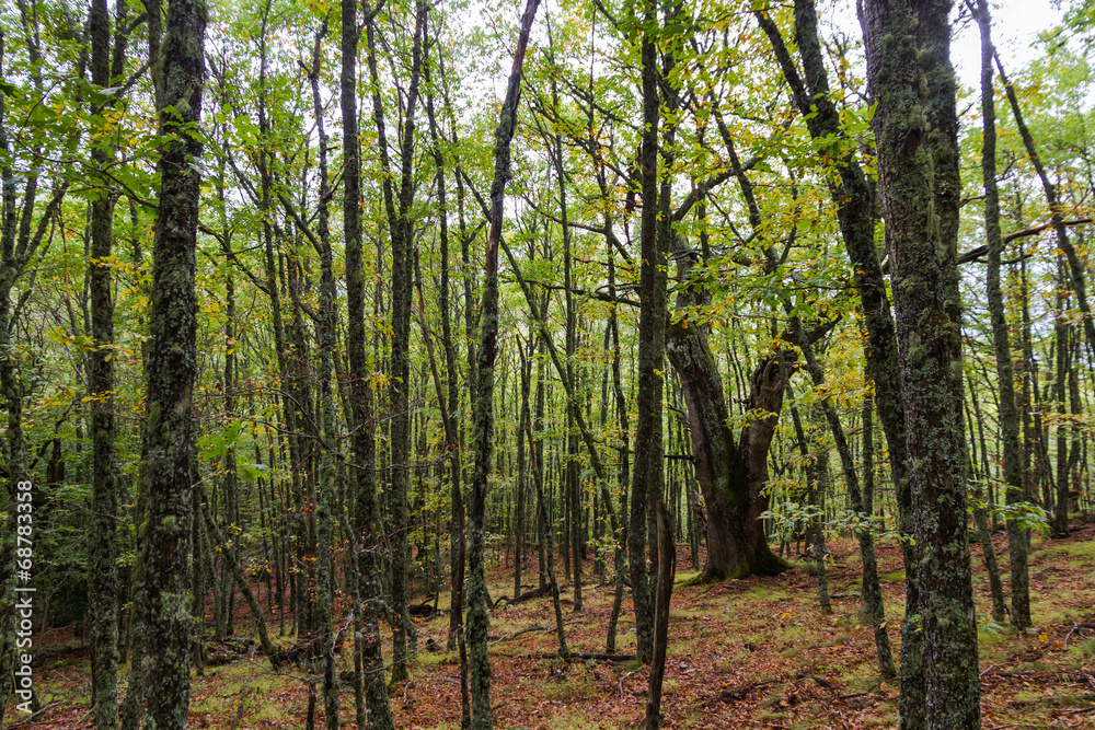 Bosque de Hayas y Robles en Otoño