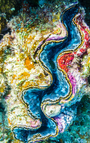 Fototapeta Naklejka Na Ścianę i Meble -  Colorful giant clam (Tridacna gigas) in the Red Sea