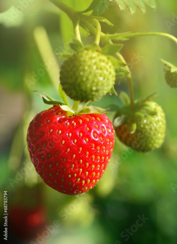 Fresh strawberries in beautiful light,natural look