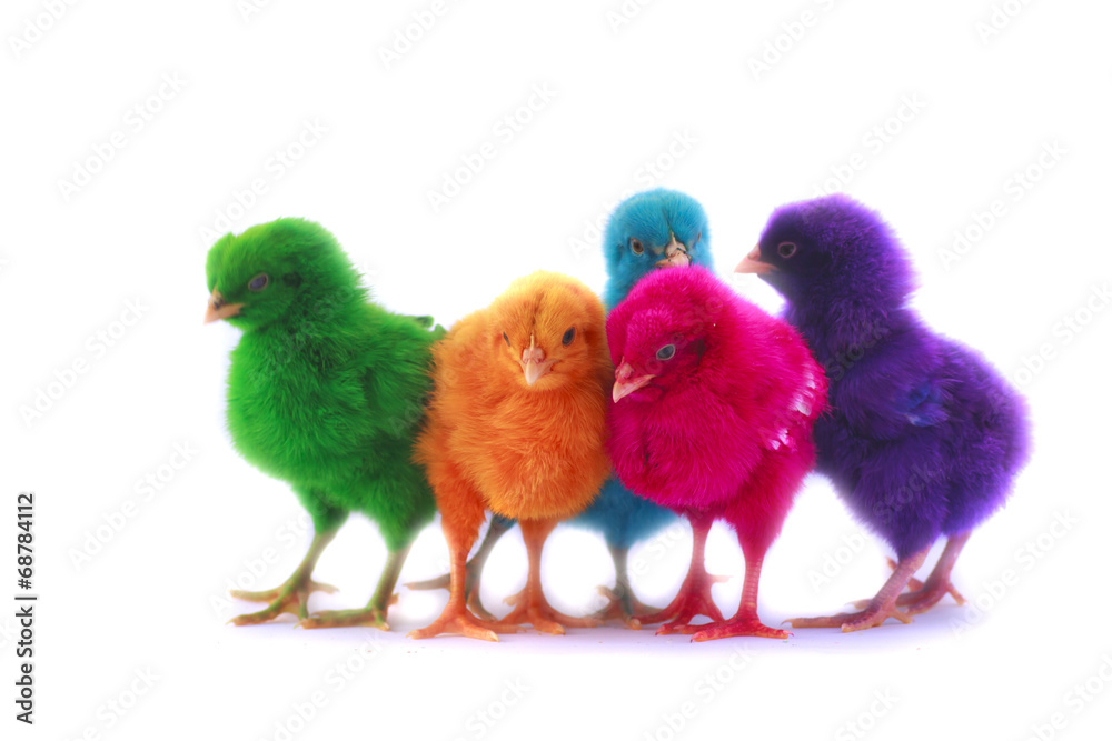 colorful of Cute Chicks