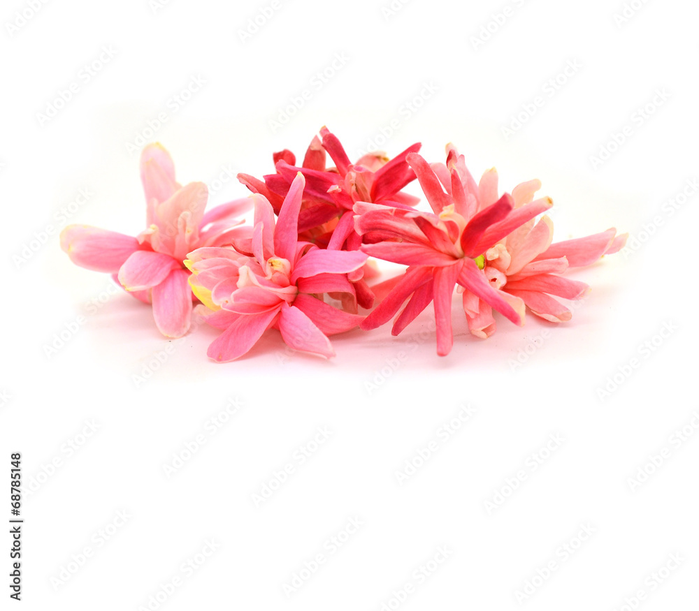 Quisqualis indica flower Quisqualis indica flower