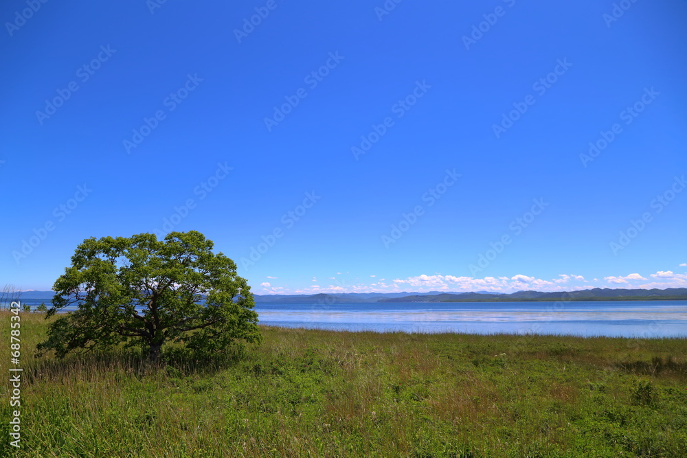 サロマ湖の木