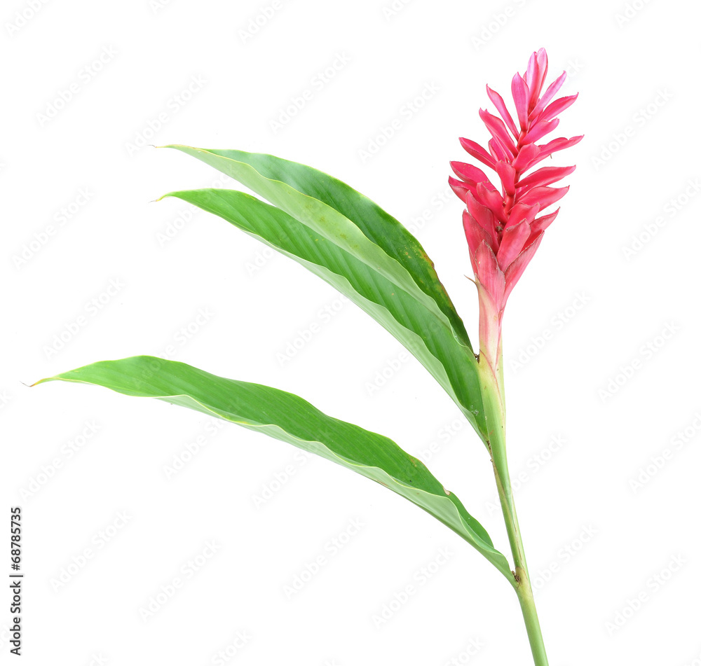 Obraz premium Red Ginger.