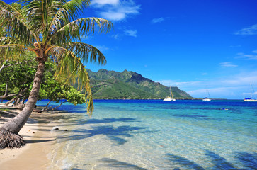 Papier peint photo Océanie Eaux turquoise de Moorea à Tahiti  © nyker