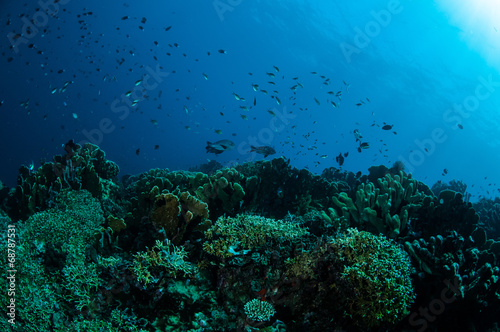 Various hard coral reefs in Gorontalo  Indonesia.