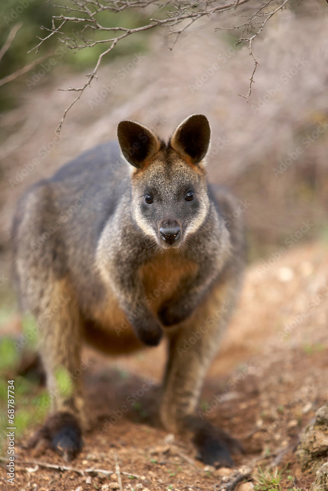 Swamp wallaby Swamp wallaby