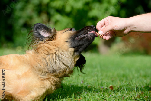 Fototapeta Naklejka Na Ścianę i Meble -  Hund bekommt Leckerlie