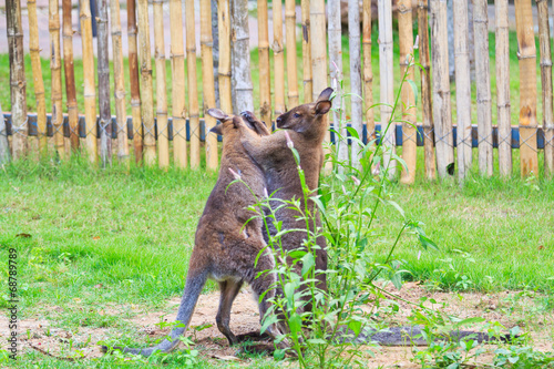 Red kangaroo or bennet's wallaby