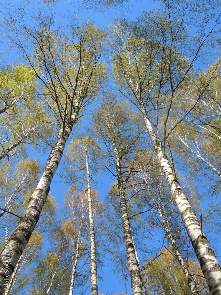 Springtide - blue sky and flourishing birch Springtide - blue sky and flourishing birch