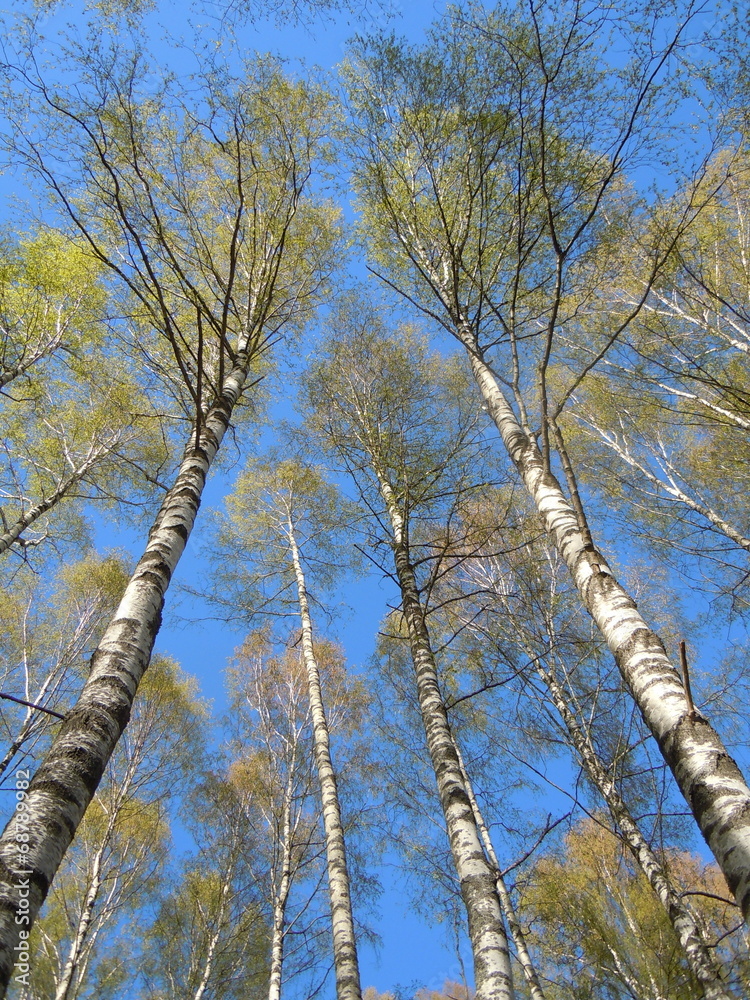 Fototapeta premium Springtide - blue sky and flourishing birch