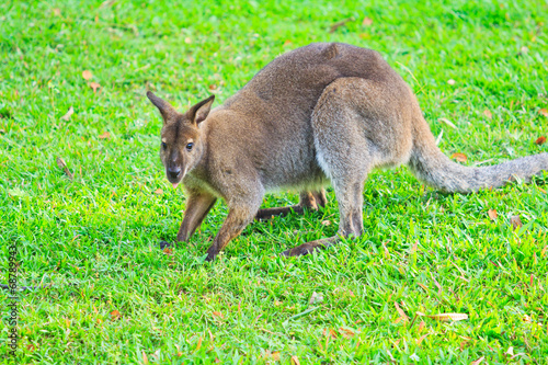 Red kangaroo or bennet's wallaby