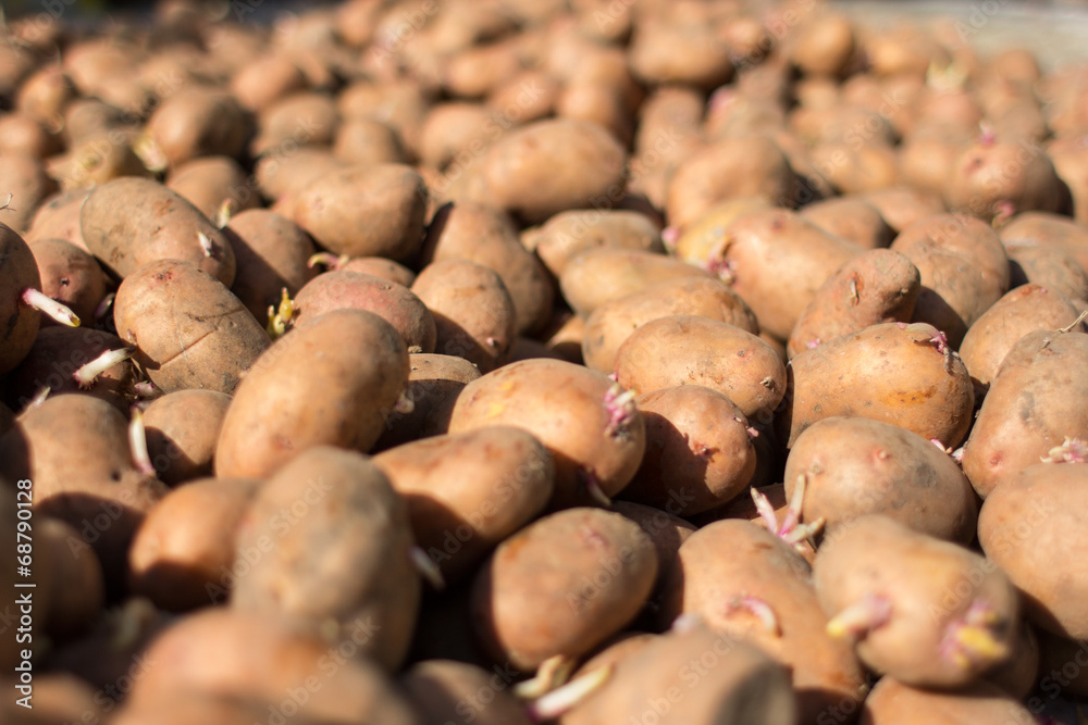 Obraz premium potato crop