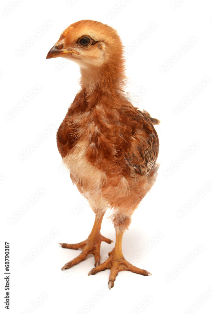Obraz premium Beautiful chick