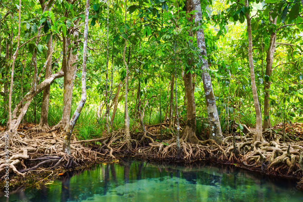 Tha Pom, the mangrove forest in Krabi, Thailand Tha Pom, the mangrove forest in Krabi, Thailand