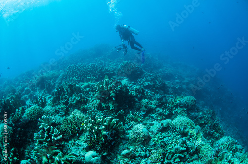 Various hard coral reefs in Gorontalo, Indonesia.