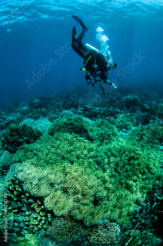 Bunch of anemones Heteractis crispa in Gorontalo, Indonesia.