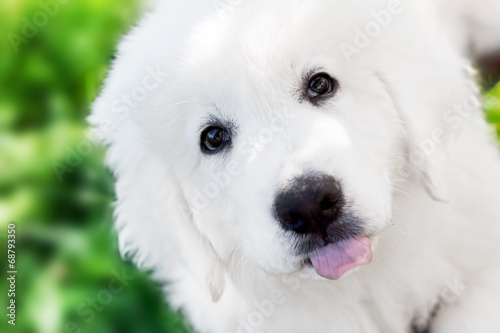 Cute white puppy dog portrait. Polish Tatra Sheepdog