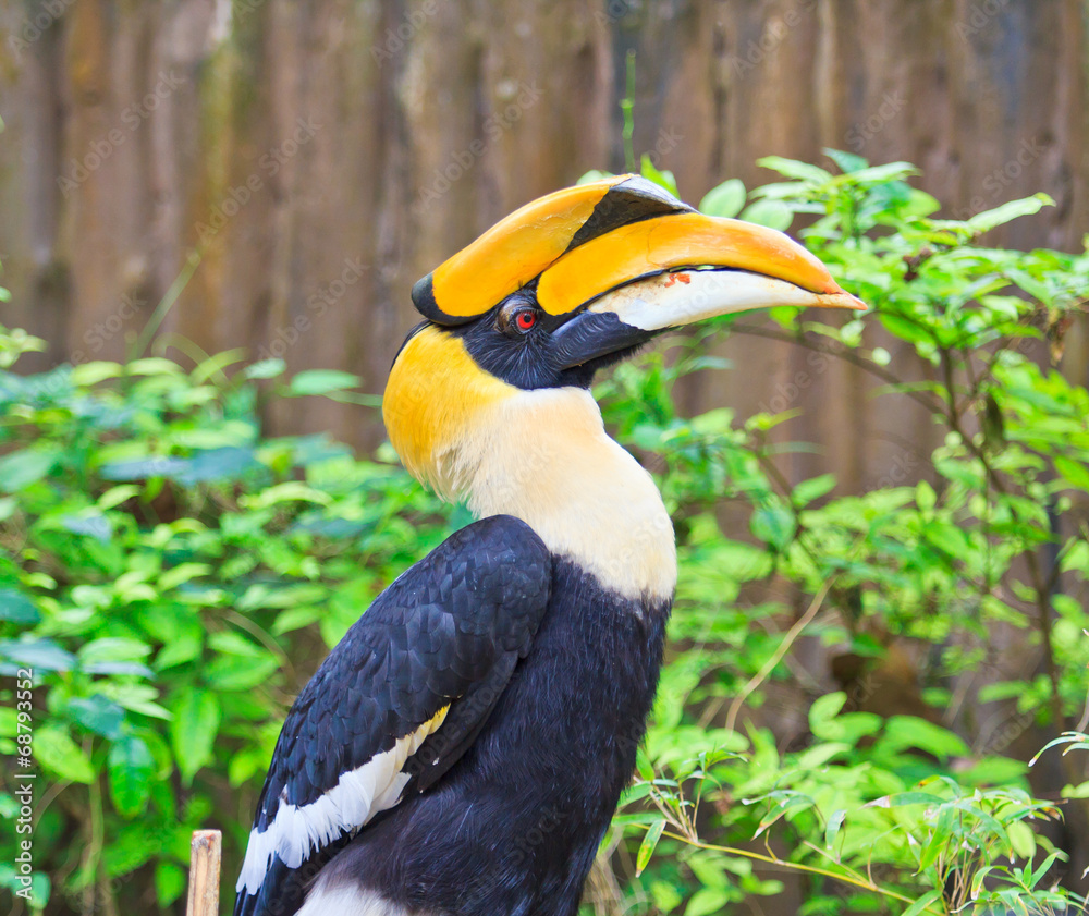 Great hornbill which has the forever love for its lover Great hornbill which has the forever love for its lover
