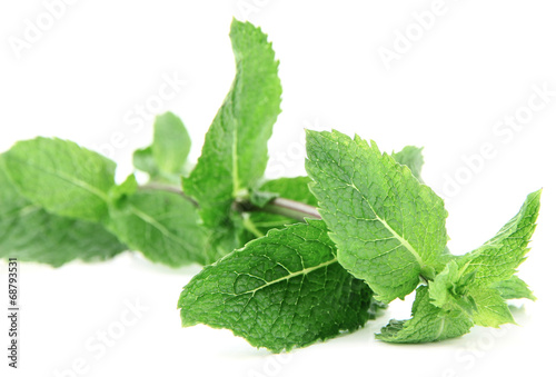 Brunch of fresh green mint on white background isolated
