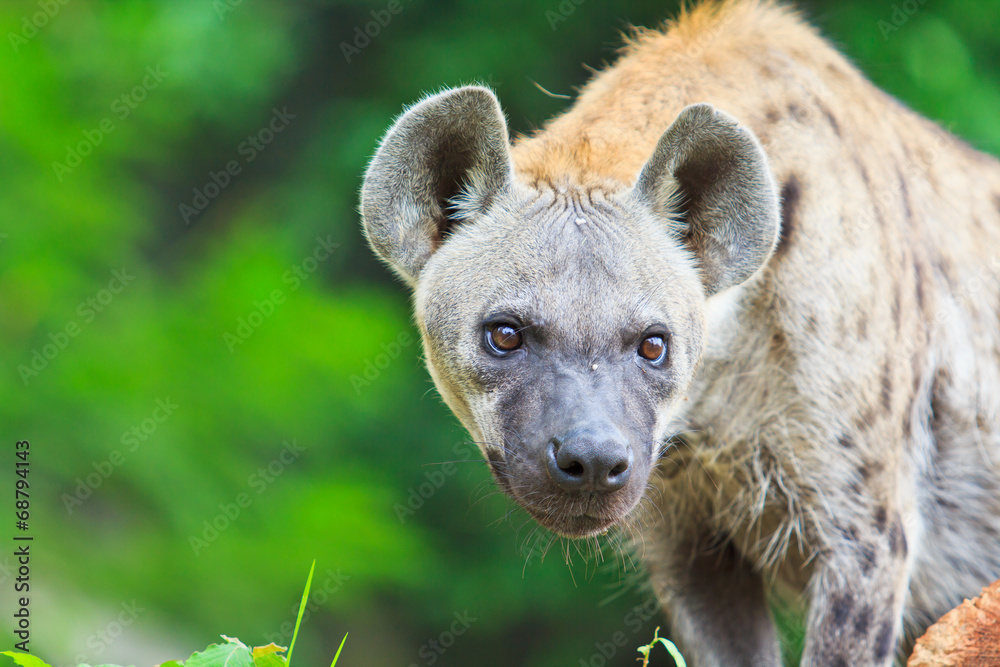 Obraz premium Hyena