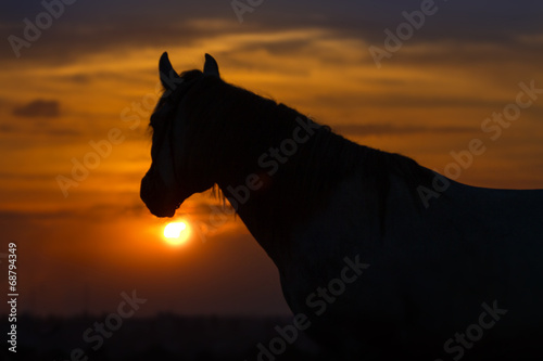 Horse against sunrise