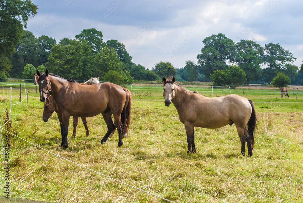 Fototapeta premium Curious Horses