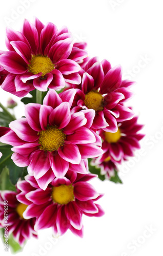 beautiful chrysanthemum flowers  isolated on white