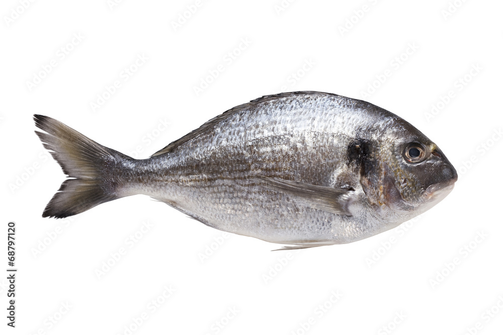 Dorado fish isolated on white background, with path