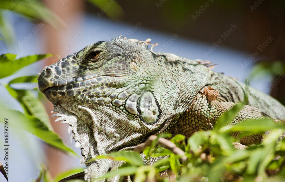 Obraz premium Варан на дереве