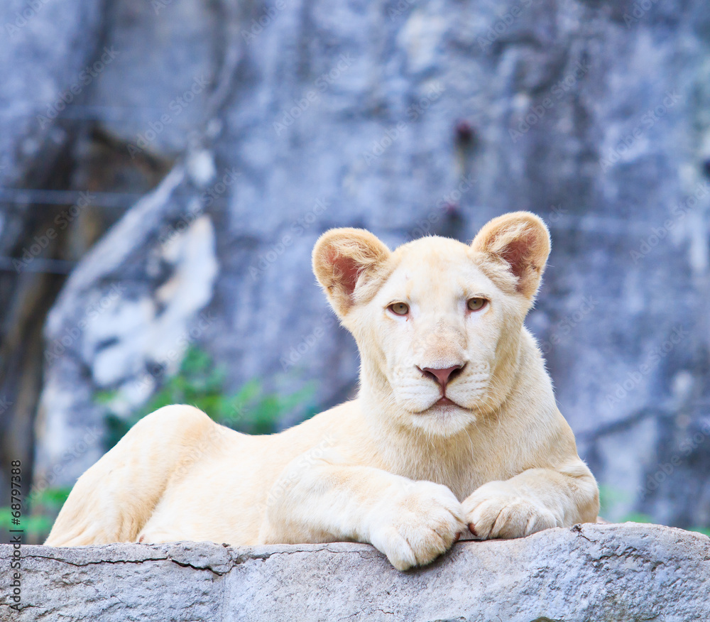 Obraz premium Female lion