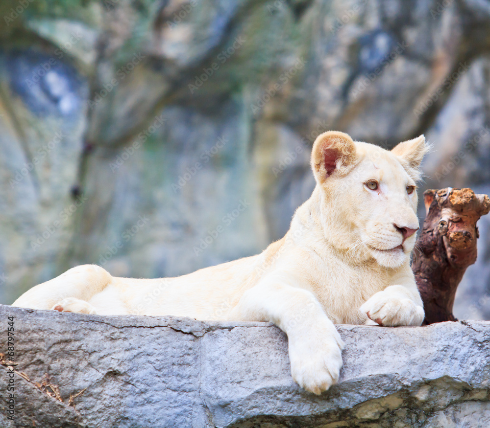 Obraz premium Female lion