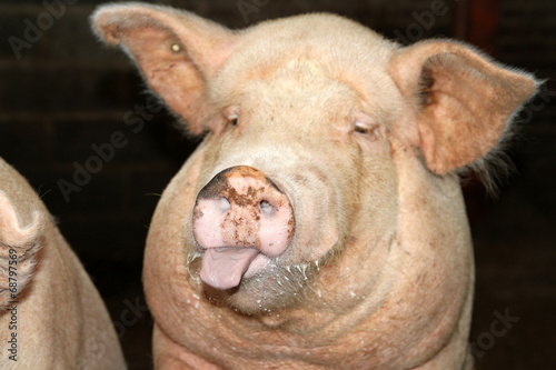 cochon tirant la langue